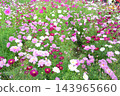 Colorful flowers in the park in autumn Colorful flowers in the park in autumn 143965660