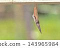 Orange-tip butterfly pupa 143965984