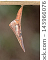 Orange-tip butterfly pupa 143966076