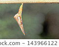 Orange-tip butterfly pupa 143966122