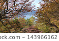 Autumn leaves trees 143966162