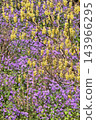 Flowers of Corylopsis spicata and flowers of Corylopsis radiata 143966295