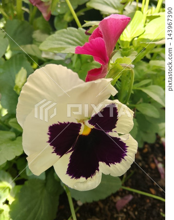 White and purple pansy White and purple pansy 143967390