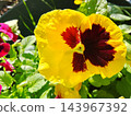 Yellow Pansy 143967392