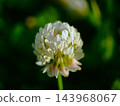 初夏時節，荒川河岸邊盛開著白三葉草花。 143968067