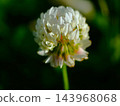 初夏時節，荒川河岸邊盛開著白三葉草花。 143968068