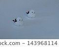 Obihiro Shrine: Long-tailed Tit Fortune Telling 143968114