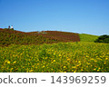Yellow cosmos and kochia 143969259