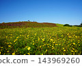 Yellow cosmos and kochia 143969260