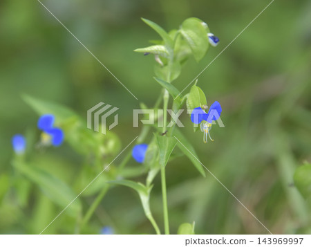 鴨蹠草 鴨蹠草 143969997