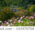 Kosmos and the Kobe city subway that bloom on the cosmos hill of Kobe General Sports Park 143970708
