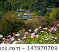 Kosmos and the Kobe city subway that bloom on the cosmos hill of Kobe General Sports Park 143970709