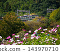 Kosmos and the Kobe city subway that bloom on the cosmos hill of Kobe General Sports Park 143970710