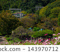Kosmos and the Kobe city subway that bloom on the cosmos hill of Kobe General Sports Park 143970712
