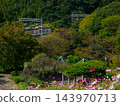 Kosmos and the Kobe city subway that bloom on the cosmos hill of Kobe General Sports Park 143970713