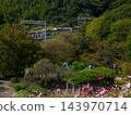 Kosmos and the Kobe city subway that bloom on the cosmos hill of Kobe General Sports Park 143970714