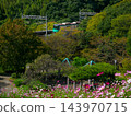 Kosmos and the Kobe city subway that bloom on the cosmos hill of Kobe General Sports Park 143970715