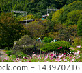 Kosmos and the Kobe city subway that bloom on the cosmos hill of Kobe General Sports Park 143970716