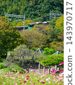 Kosmos and the Kobe city subway that bloom on the cosmos hill of Kobe General Sports Park 143970717