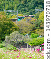 Kosmos and the Kobe city subway that bloom on the cosmos hill of Kobe General Sports Park 143970718