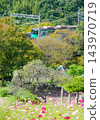 Kosmos and the Kobe city subway that bloom on the cosmos hill of Kobe General Sports Park 143970719