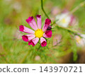 Cosmos blooming on the hill of Cosmos at Kobe general athletic park 143970721