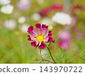 Cosmos blooming on the hill of Cosmos at Kobe general athletic park 143970722