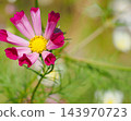 Cosmos blooming on the hill of Cosmos at Kobe general athletic park 143970723