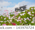 Cosmos flowers blooming on Cosmos Hill in Kobe Sports Park and the stadium's lighting fixtures. 143970724