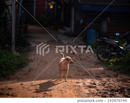 A light brown domestic dog standing on a dirt road in a local village with sunlight casting a long shadow. A light brown domestic dog standing on a dirt road in a local village with sunlight casting a long shadow. 143970744