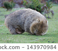 A wild adult wombat grazing on the grasslands of Maria Island, Tasmania, its entire body visible in a natural setting. A wild adult wombat grazing on the grasslands of Maria Island, Tasmania, its entire body visible in a natural setting. 143970984