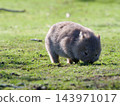 A wild baby wombat eats grass on the grasslands of Maria Island in Tasmania; its whole body is visible in this adorable image. A wild baby wombat eats grass on the grasslands of Maria Island in Tasmania; its whole body is visible in this adorable image. 143971017
