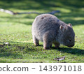 A wild baby wombat eats grass on the grasslands of Maria Island in Tasmania; its whole body is visible in this adorable image. A wild baby wombat eats grass on the grasslands of Maria Island in Tasmania; its whole body is visible in this adorable image. 143971018