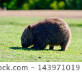 A wild baby wombat eats grass on the grasslands of Maria Island in Tasmania; its whole body is visible in this adorable image. A wild baby wombat eats grass on the grasslands of Maria Island in Tasmania; its whole body is visible in this adorable image. 143971019