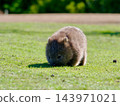 A wild baby wombat eats grass on the grasslands of Maria Island in Tasmania; its whole body is visible in this adorable image. A wild baby wombat eats grass on the grasslands of Maria Island in Tasmania; its whole body is visible in this adorable image. 143971021