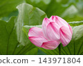 Pink lotus flowers bloom in Shinobazu Pond in August, their petals adorned with tiny water droplets. 143971804