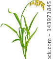 Oat Plant Colored Detailed Illustration 143971845