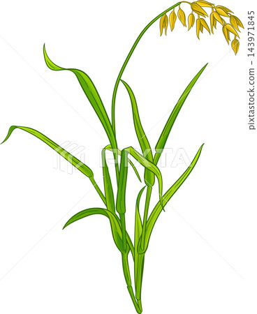 Oat Plant Colored Detailed Illustration Oat Plant Colored Detailed Illustration 143971845
