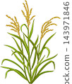Rice Plant Colored Detailed Illustration 143971846