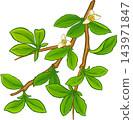 Myrrh Branch Colored Detailed Illustration 143971847
