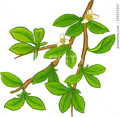 Myrrh Branch Colored Detailed Illustration Myrrh Branch Colored Detailed Illustration 143971847