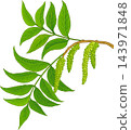 Pecan Branch Colored Detailed Illustration 143971848