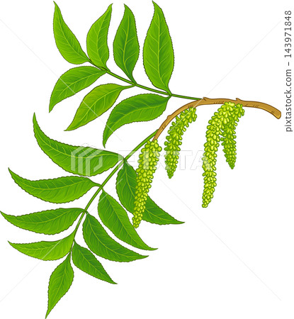 Pecan Branch Colored Detailed Illustration Pecan Branch Colored Detailed Illustration 143971848
