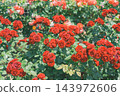 rose	 143972606