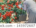 rose	 143972607