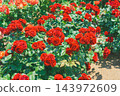rose	 143972609