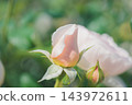 Roses about to bloom 143972611