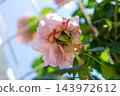 The underside of a rose 143972612