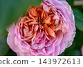 Ice Vogel 143972613