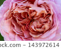 Ice Vogel 143972614